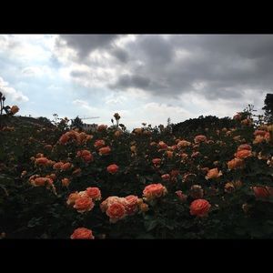 Meet your Posher, Katlyn